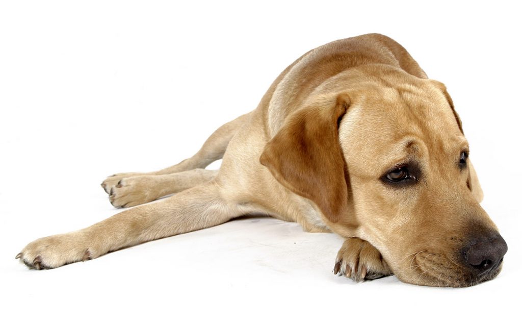 My Dog Ate Chapstick! What Should I Do? Find Out Here!