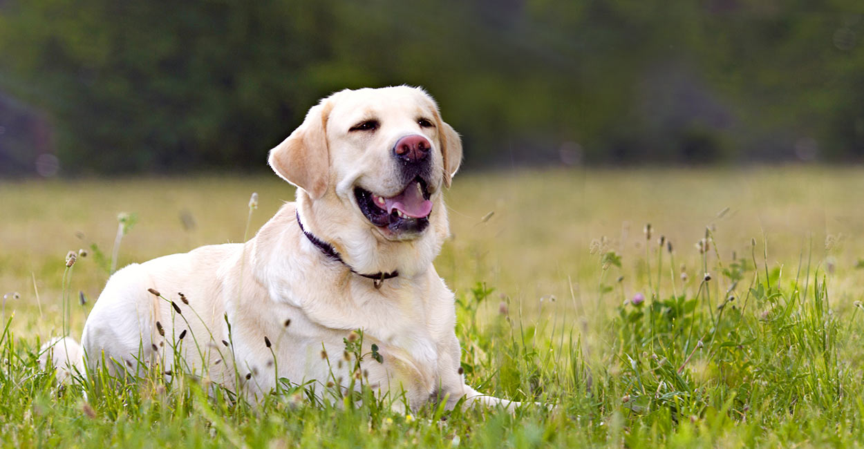 the best flea collar