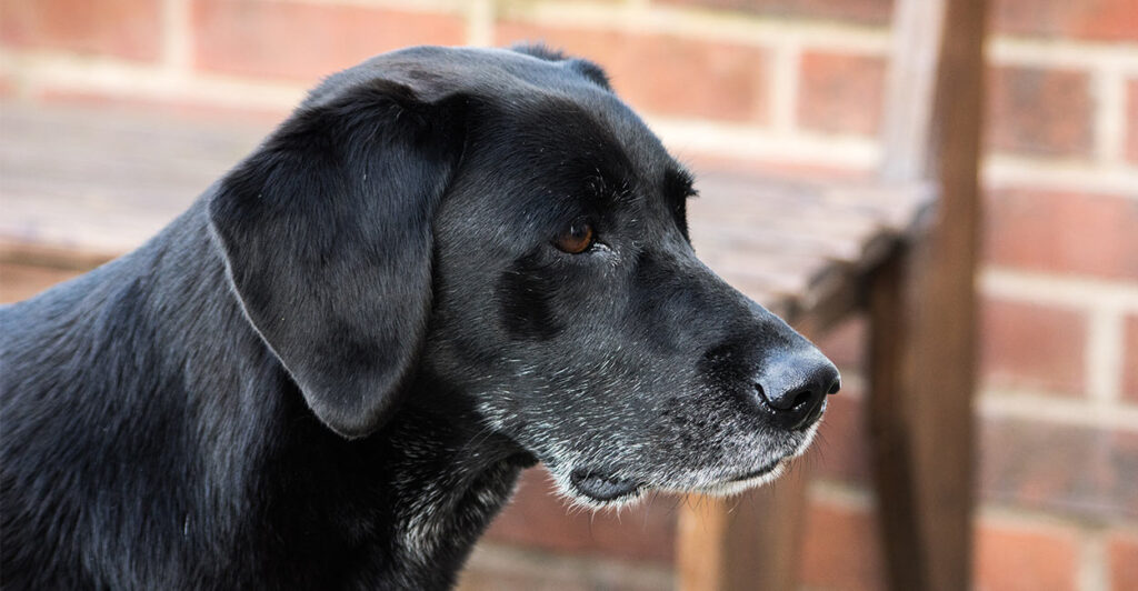 What Is The Best Glucosamine For Dogs And Does It Really Work?