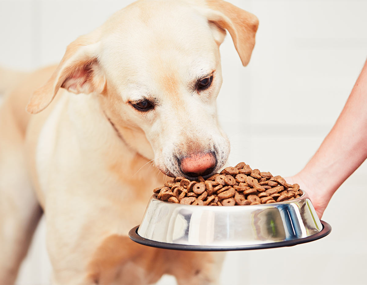 best dog food for sensitive stomach