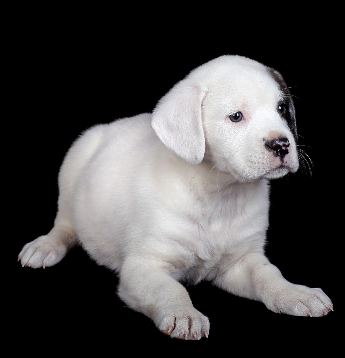 english bulldog lab mix puppies