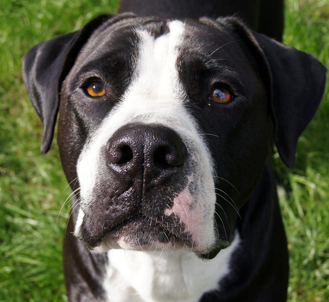 Retriever Bulldog Mix