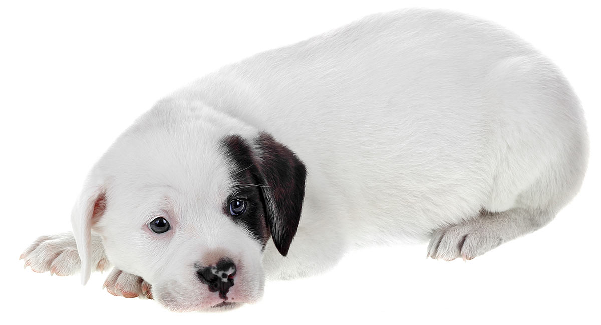 english bulldog lab mix puppies