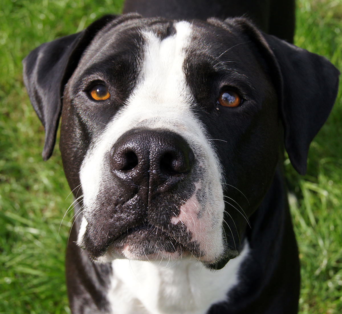 Cute Black And White American Bulldog Mix