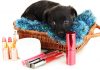 dog ate chapstick