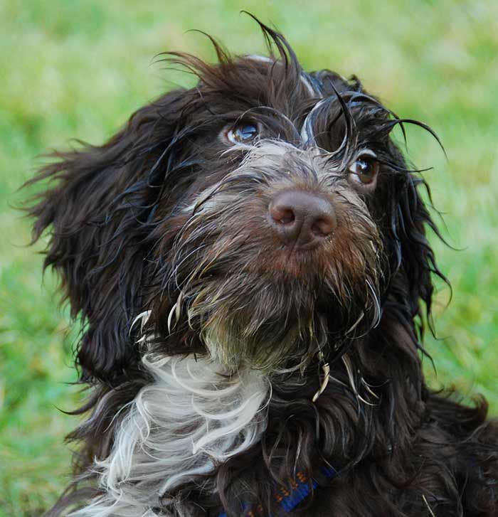 particolor labradoodle