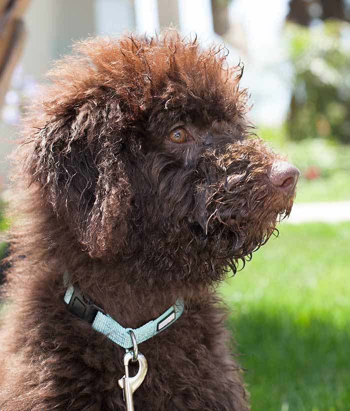 chocolate labradoodle puppy