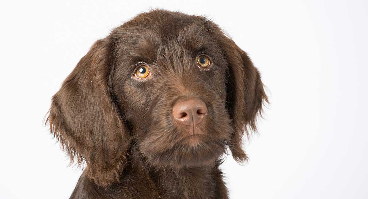 standard poodle lab mix