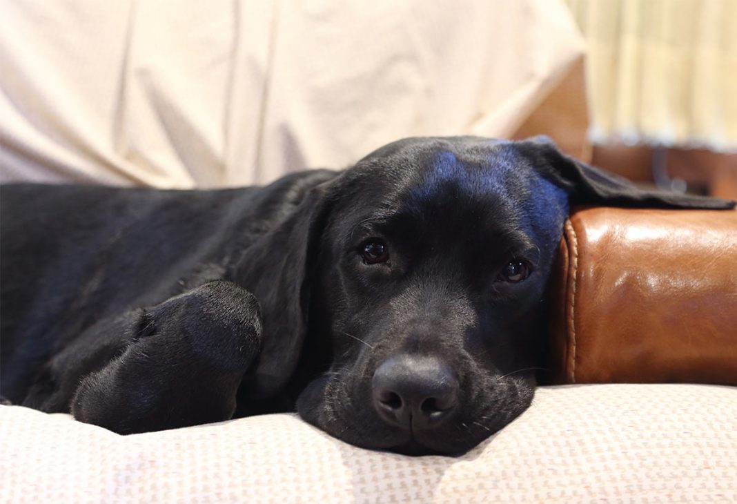 Gabapentin For Dogs How It Works, The Dosage And Side Effects