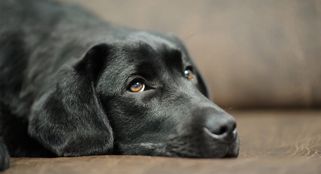Gabapentin For Dogs How It Works, The Dosage And Side Effects