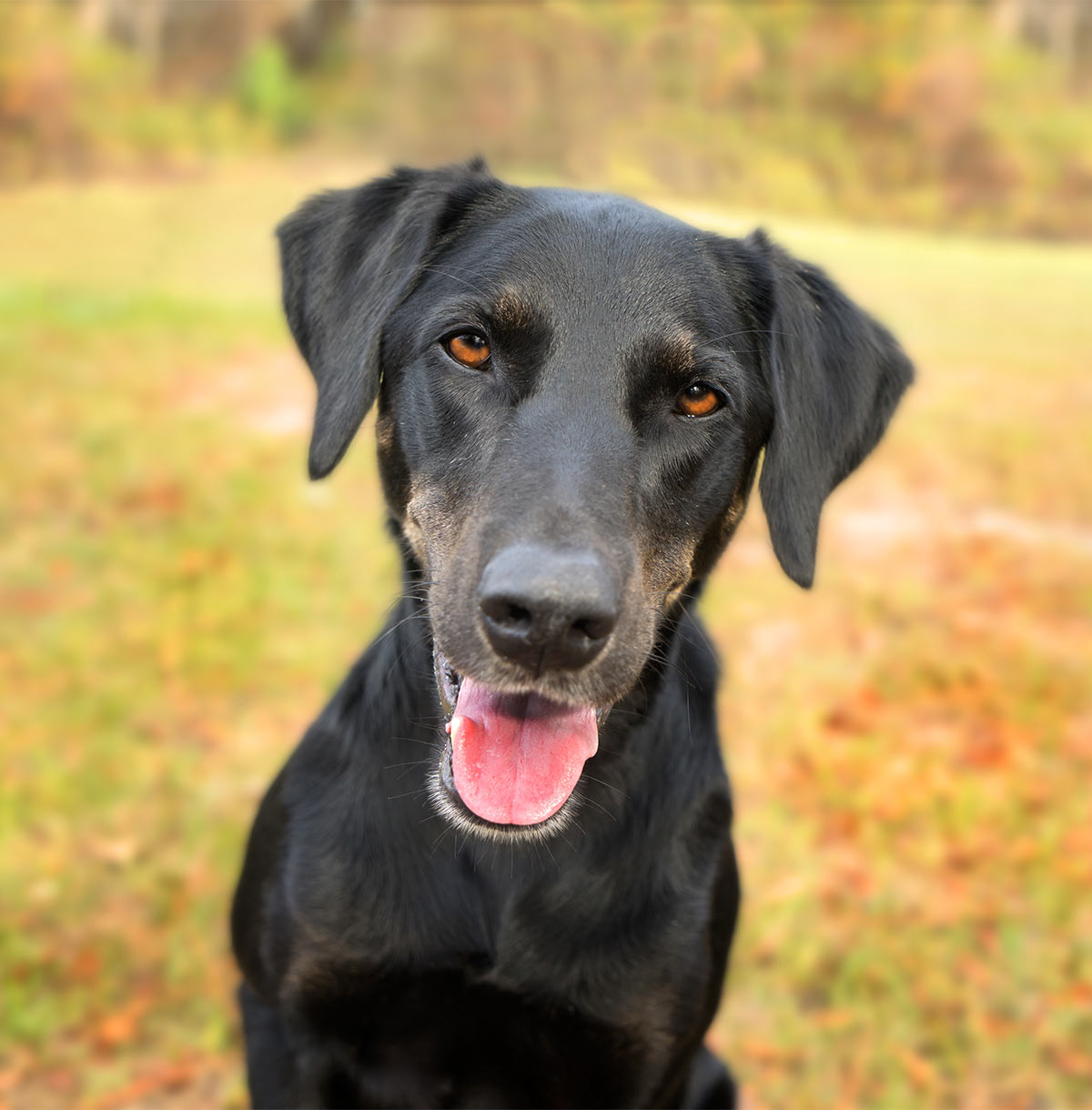 greyhound lab mix