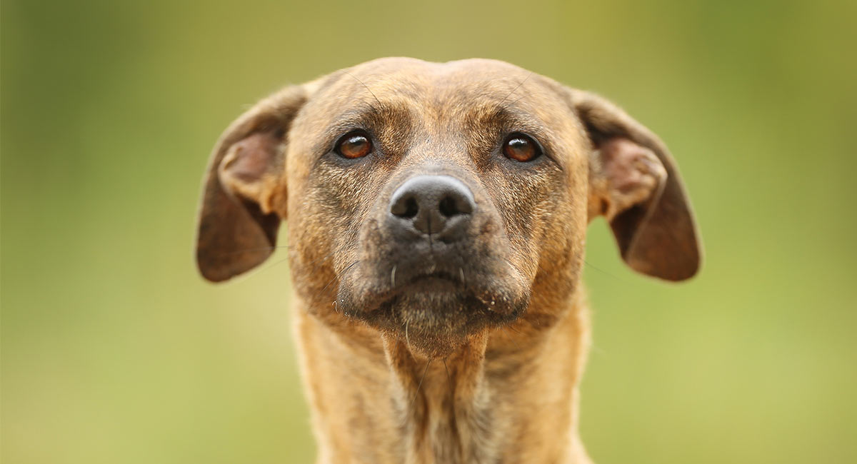 staffy greyhound cross