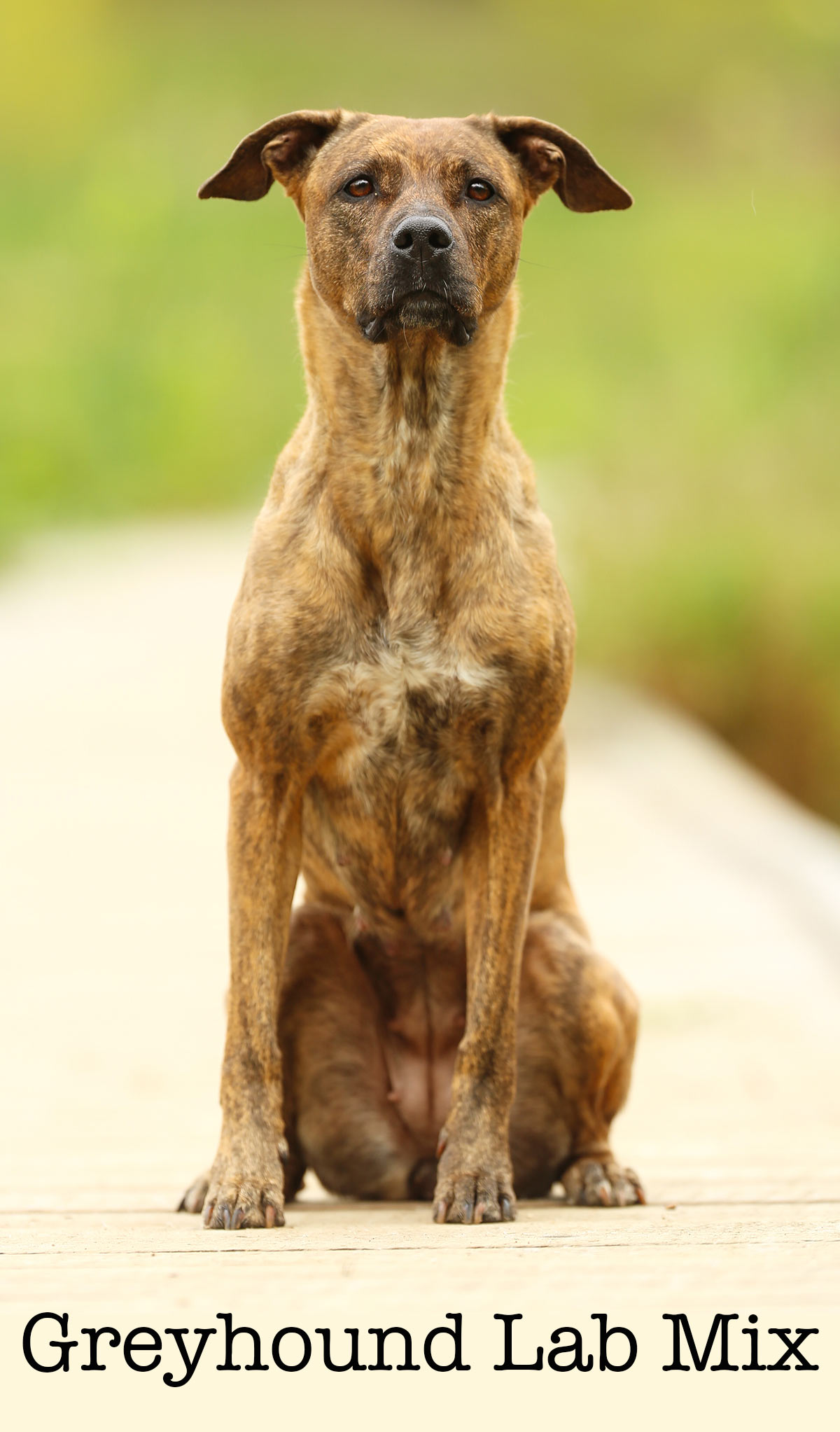 greyhound lab mix