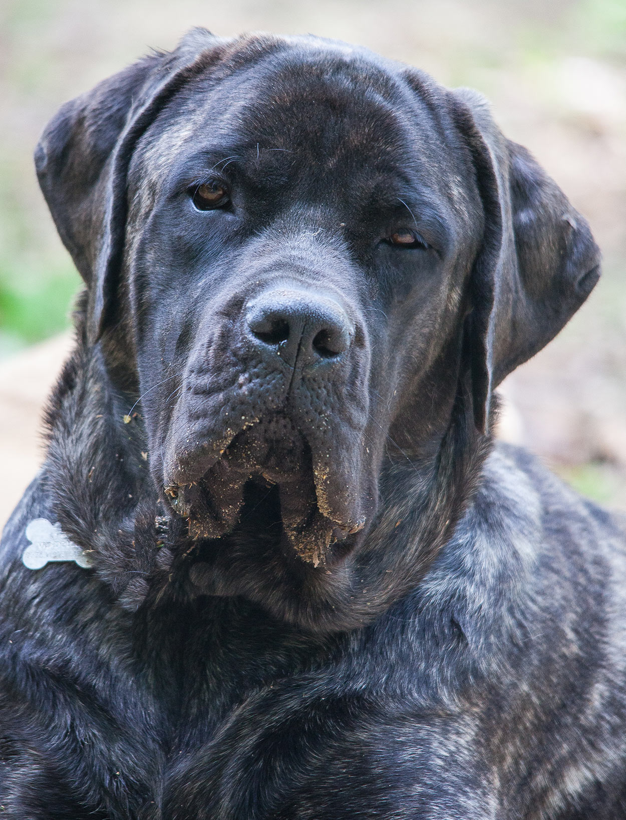 dark brindle bullmastiff