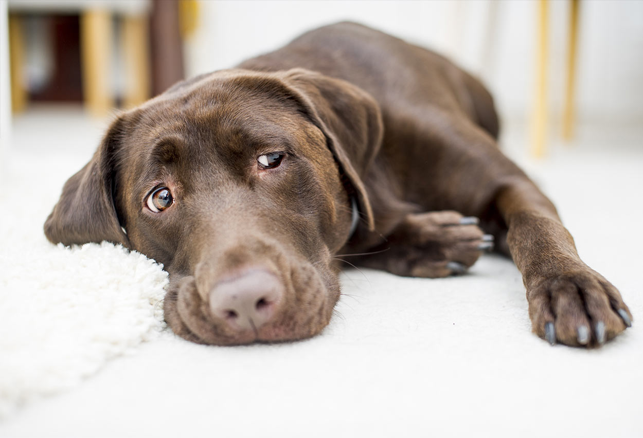 can i use diluted peroxide to clean my dogs muzzle