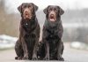 two chocolate labs