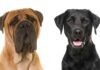 mastiff lab mix