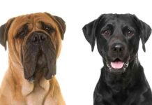 mastiff lab mix