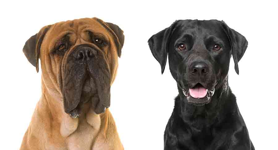 how much do english mastiffs shed