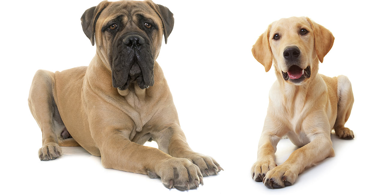 lab and mastiff mix puppies