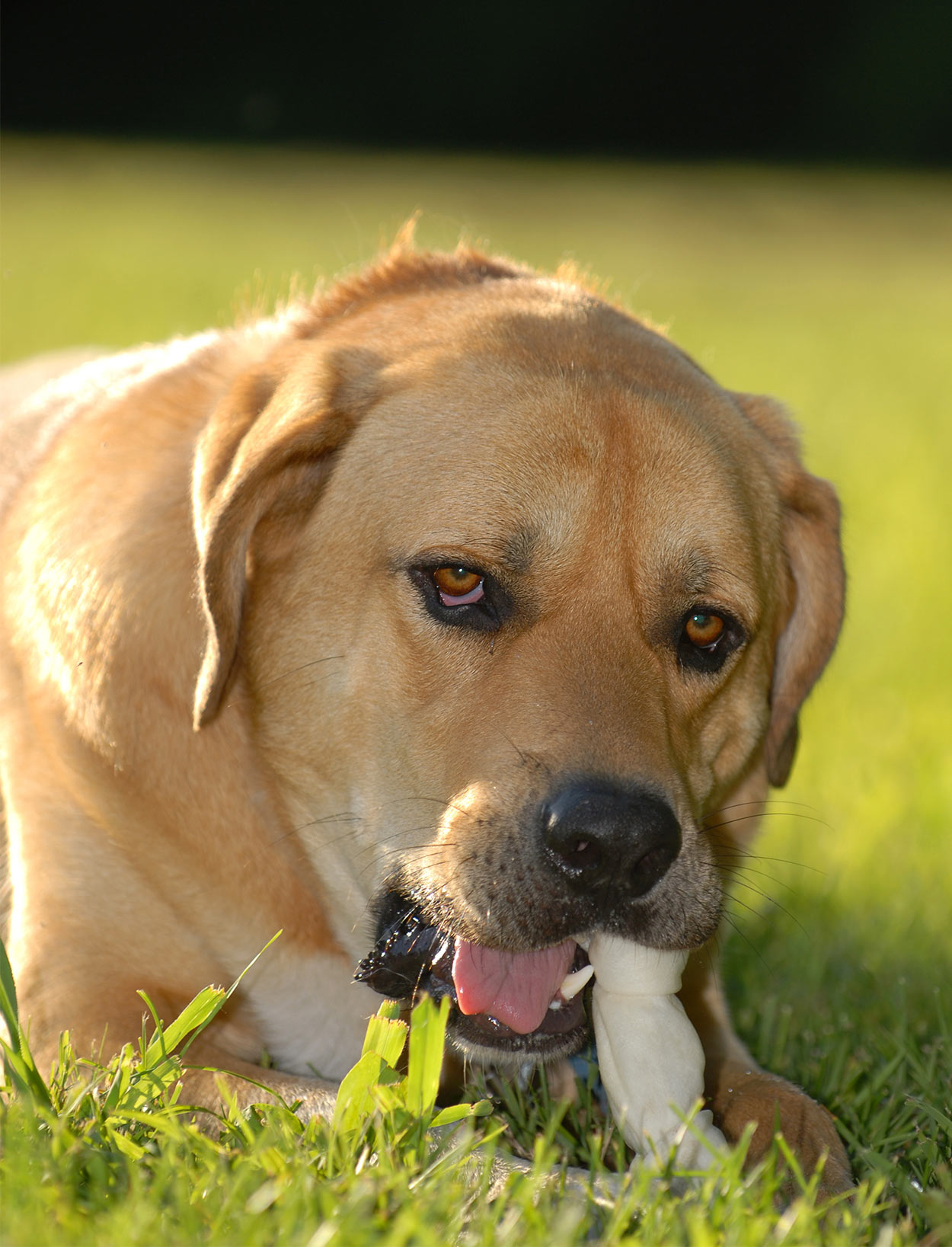 mastiff and black lab mix