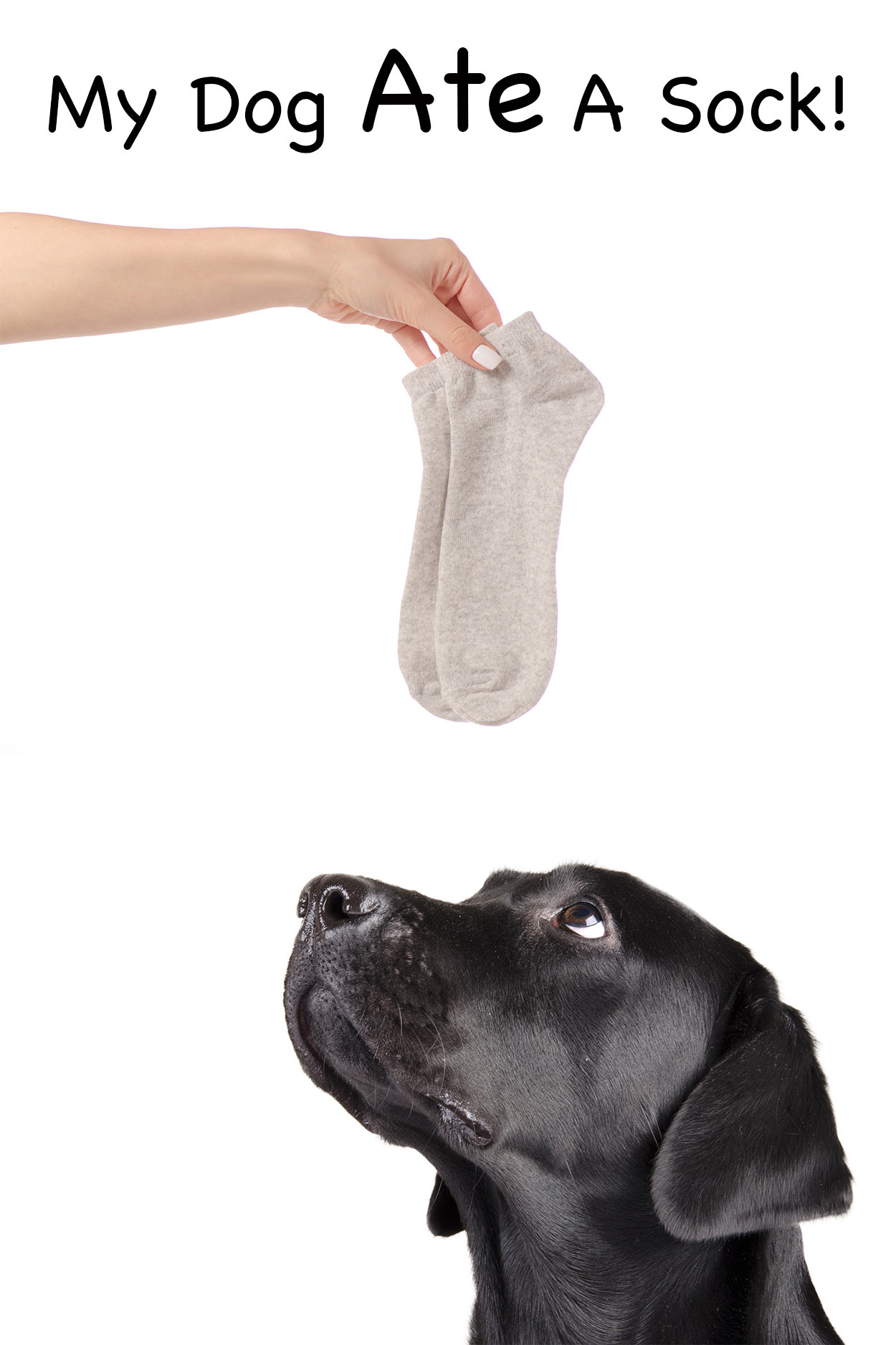 my dog ate a sock