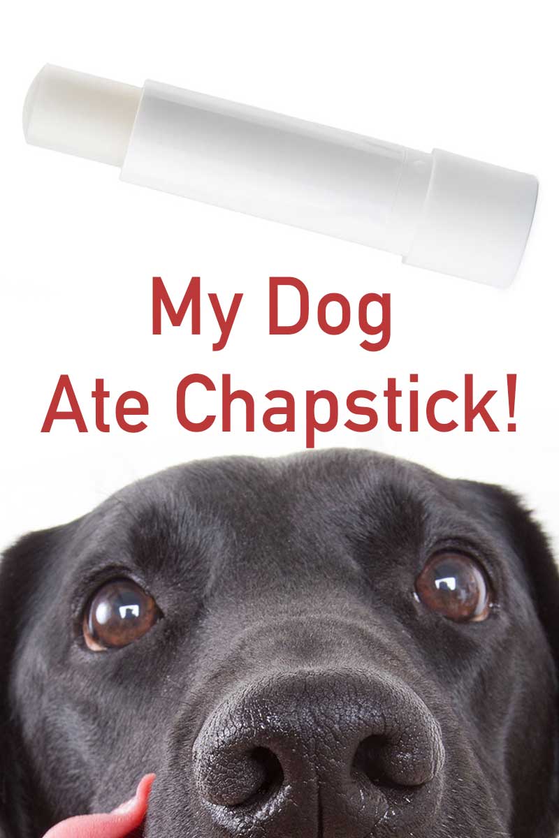 can chapstick kill a dog