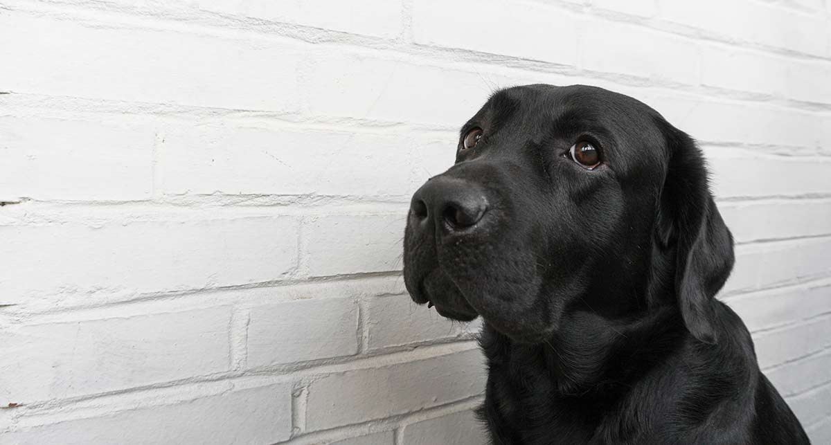 Nervous Dog: Help With Canine Fears And 