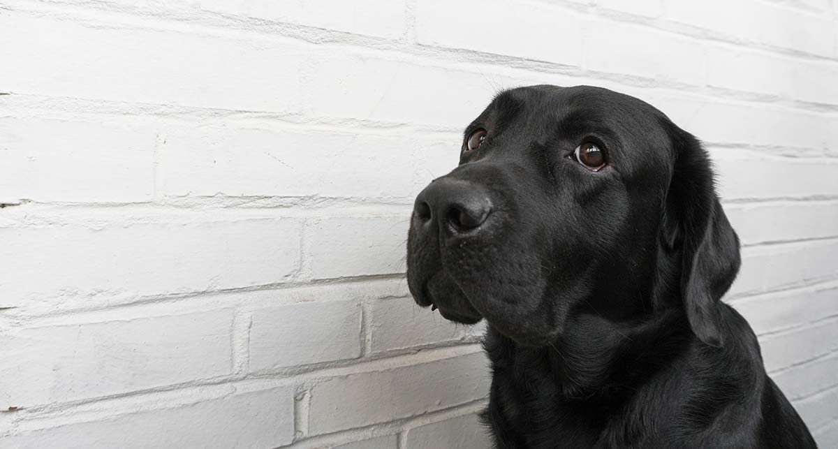 nervous labrador retriever