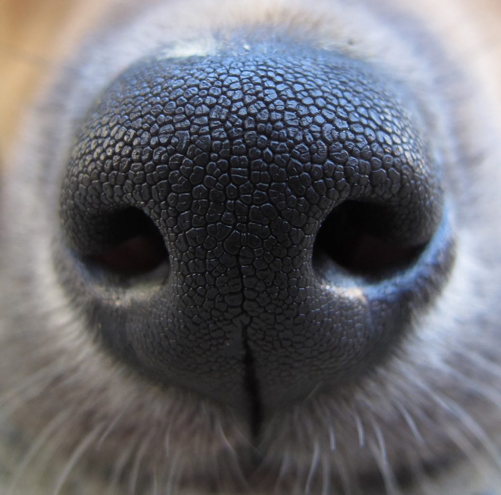 Mastiff Lab Mix Breed Information A Guide To The Mastador Dog