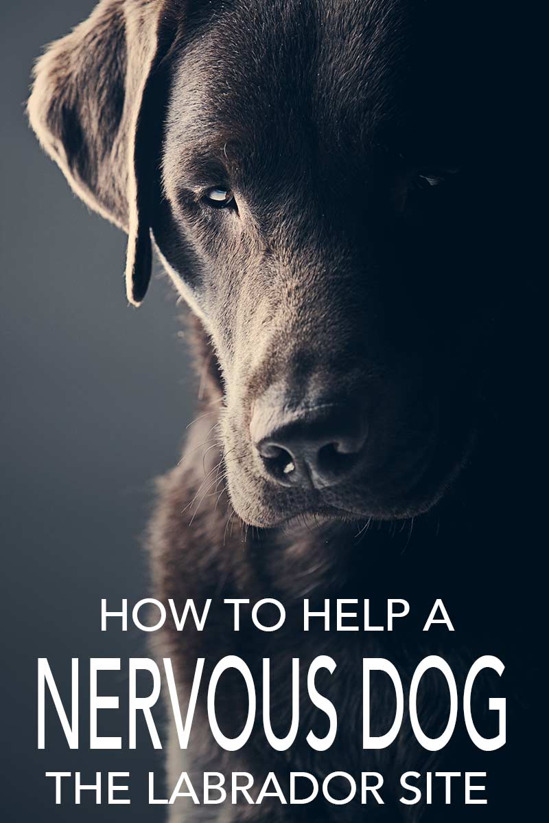 How to help your nervous dog - advice and information from The Labrador Site