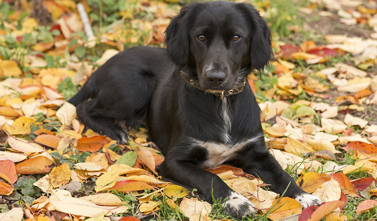 A Guide To The Springer Spaniel Lab Mix
