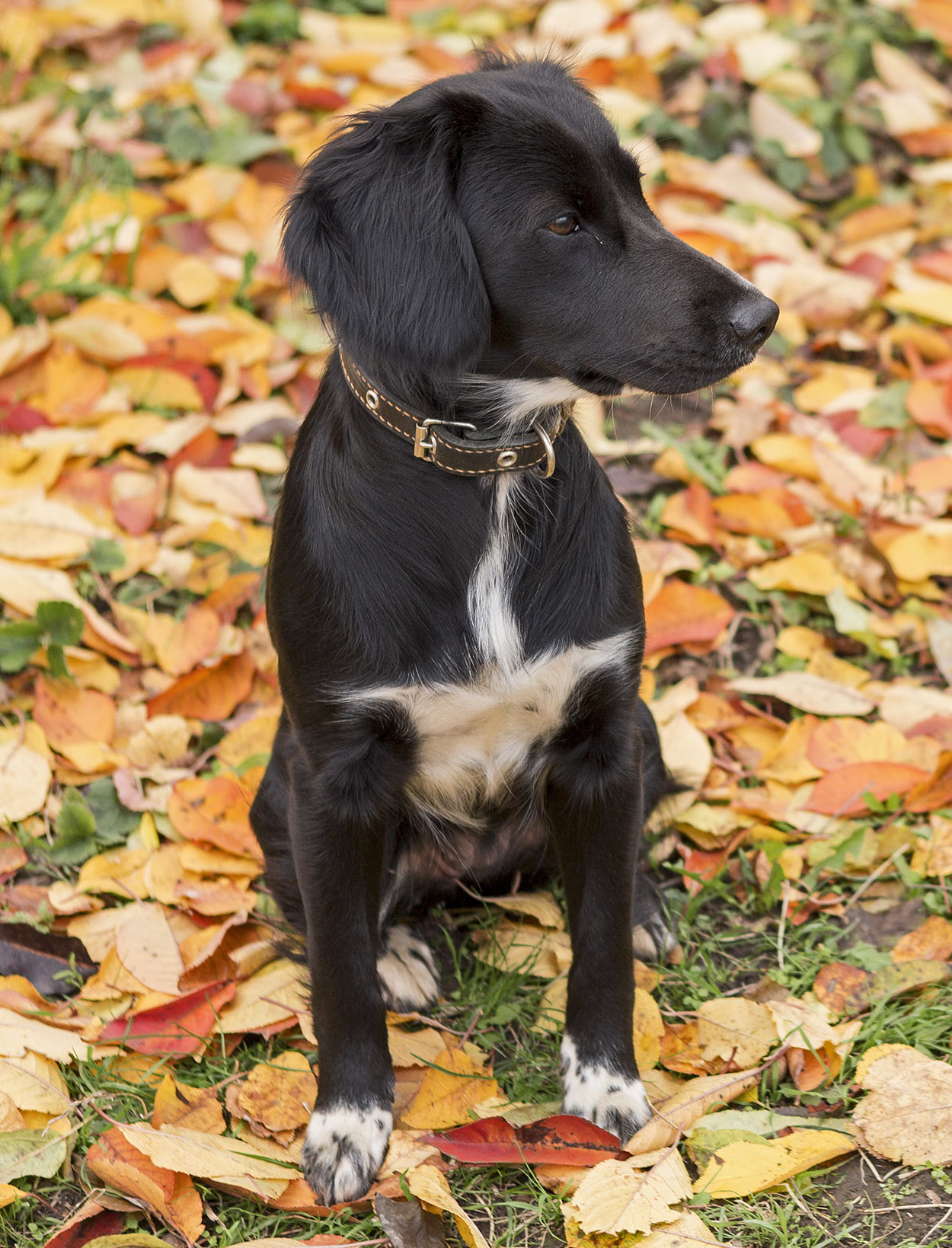 Labrador X English Springer Spaniel