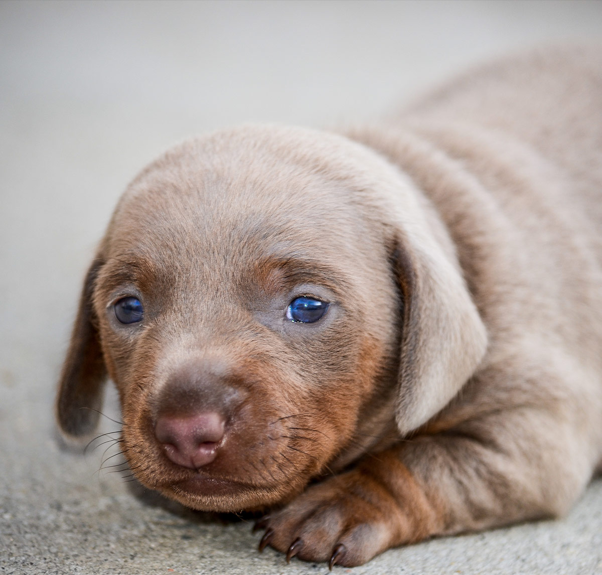 vizsla Lab mix