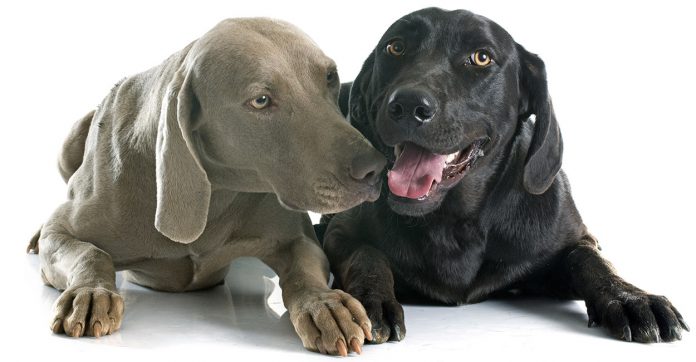 weimaraner lab mix