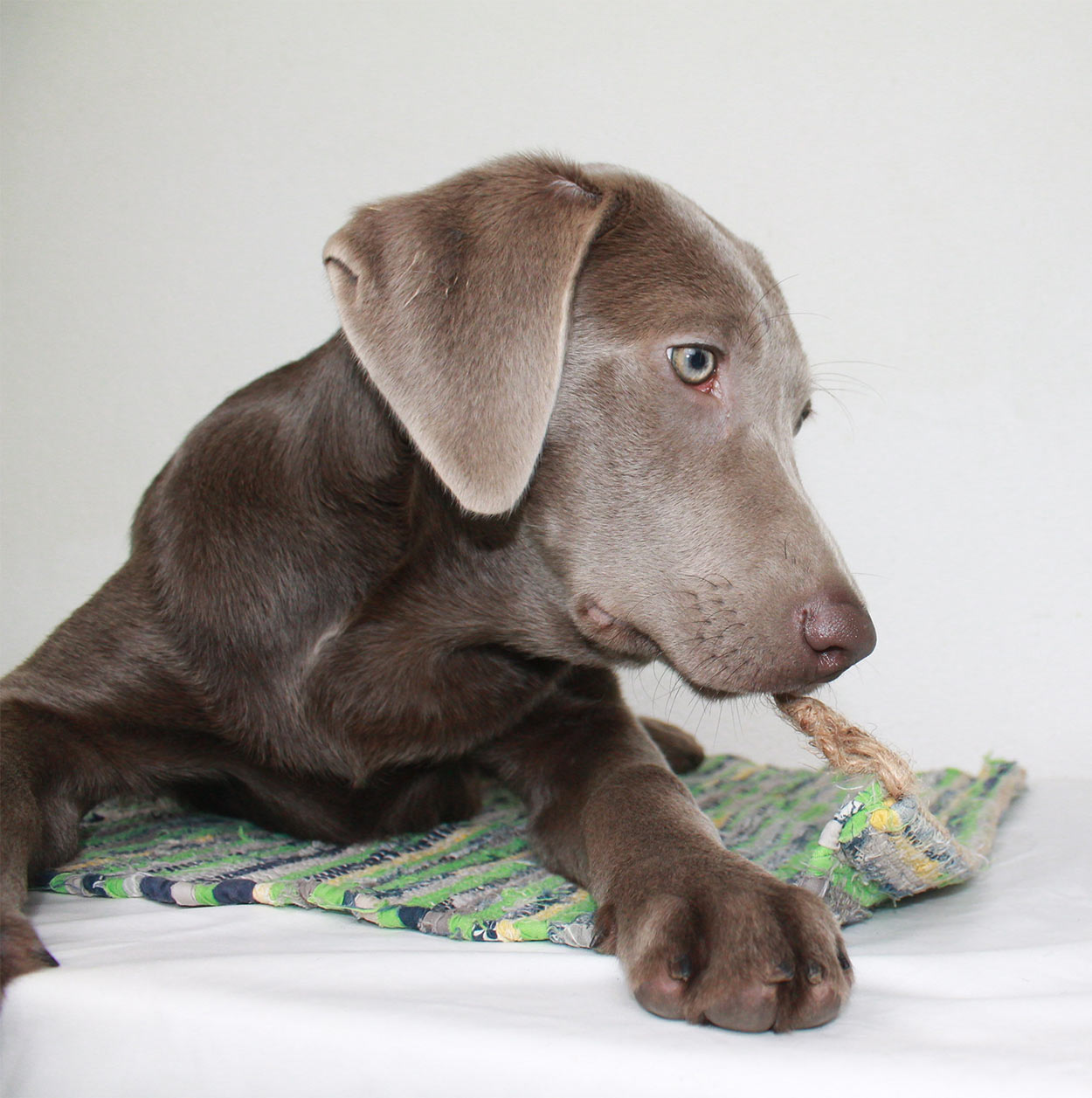 silver and chocolate lab mix