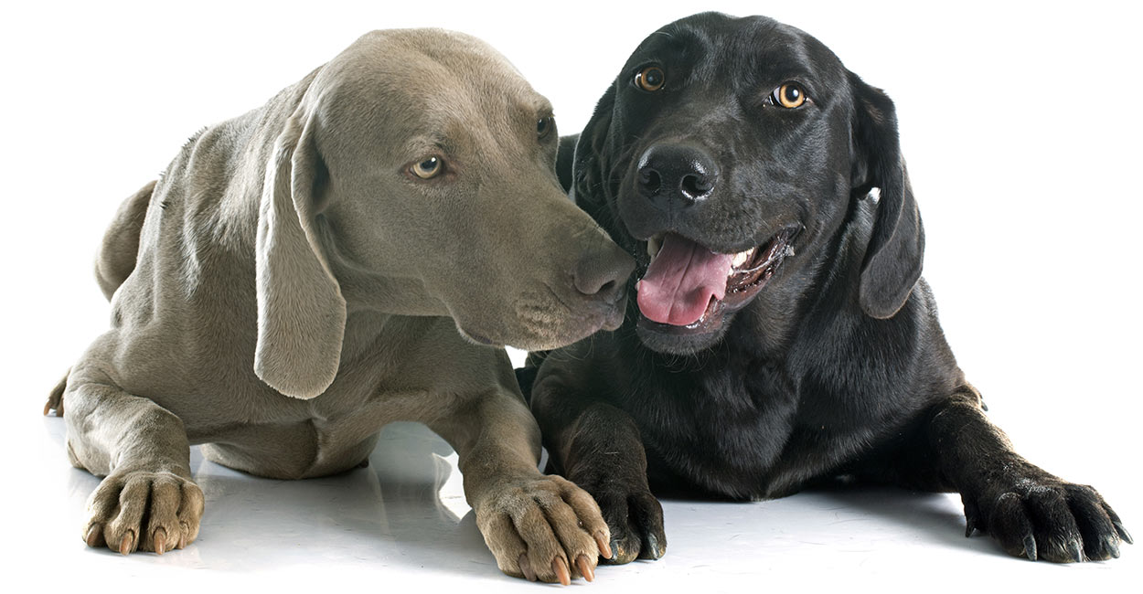 chocolate lab weimaraner mix