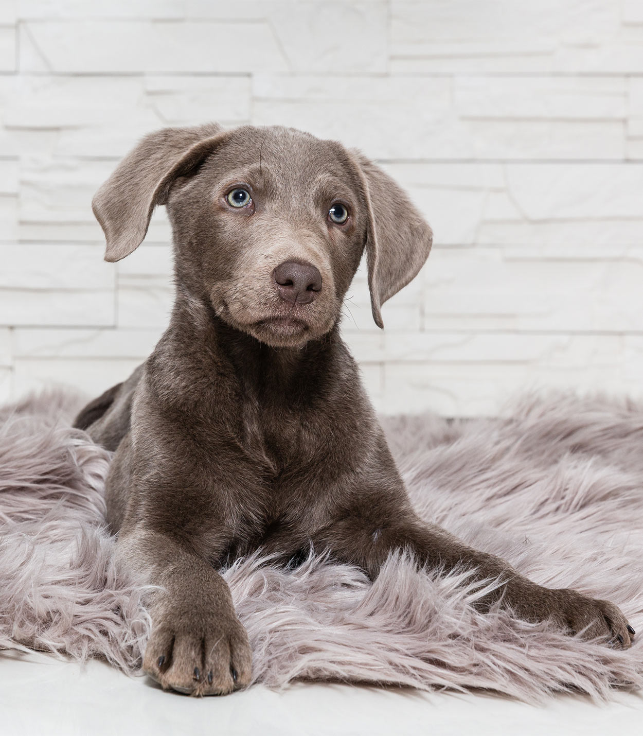 weimaraner doberman mix