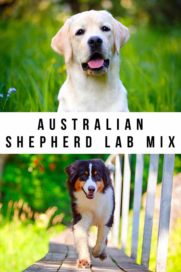 australian shepherd lab mix