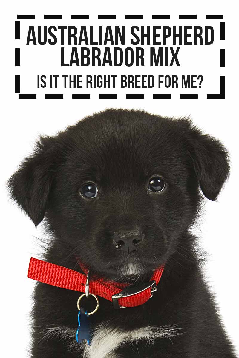 Australian Shepherd Labrador Mix is it the right breed for me? - A mixed breed dog review.