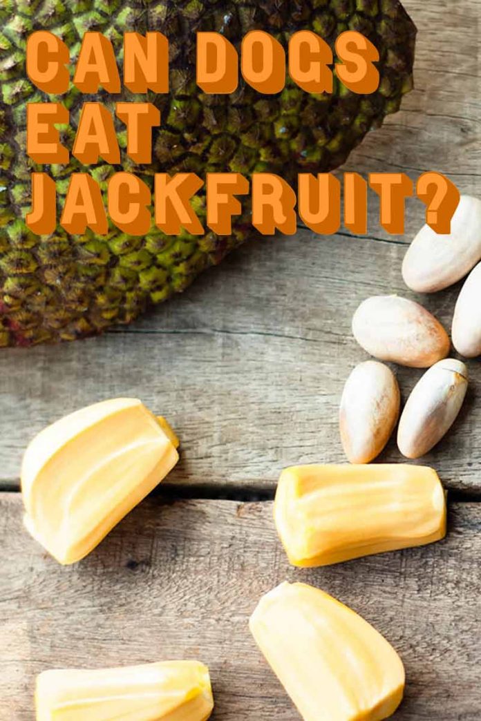 Can Dogs Eat Jackfruit Or Is It Bad For Them To Share?