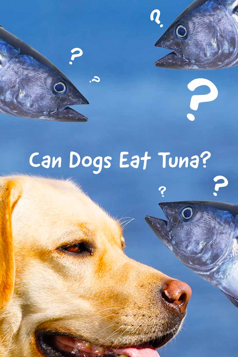 tuna is good for dogs