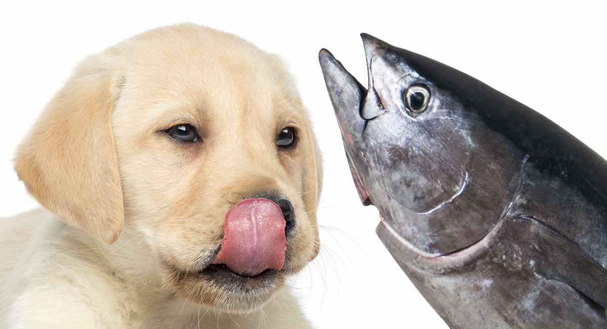 dog ate fish