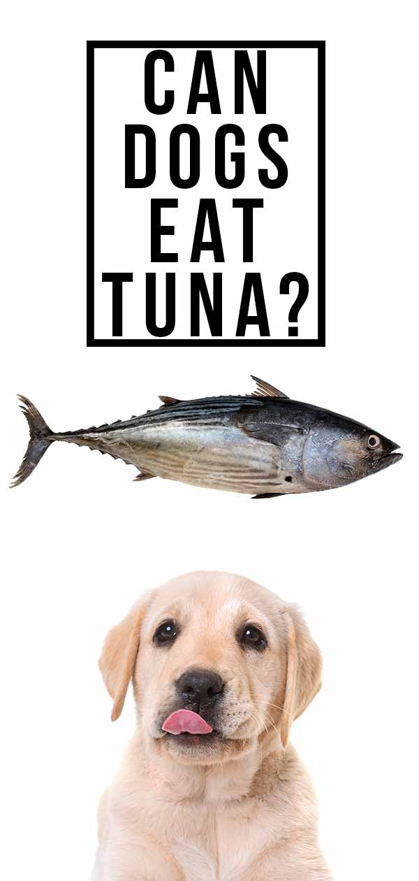 tuna is good for dogs