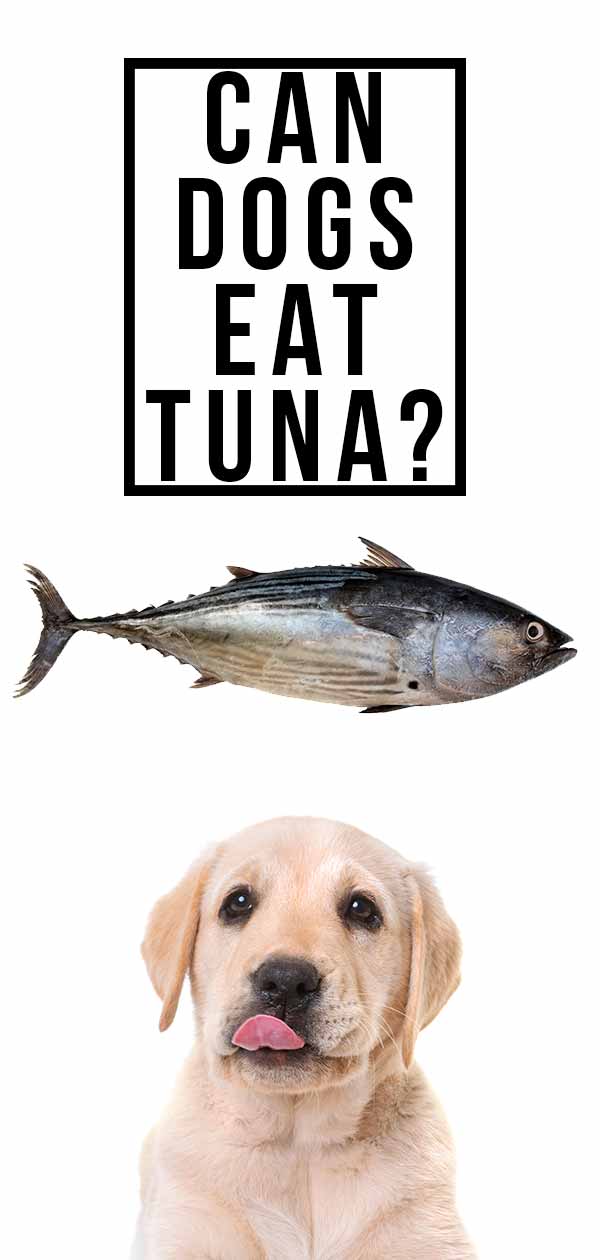 feeding tuna to dogs