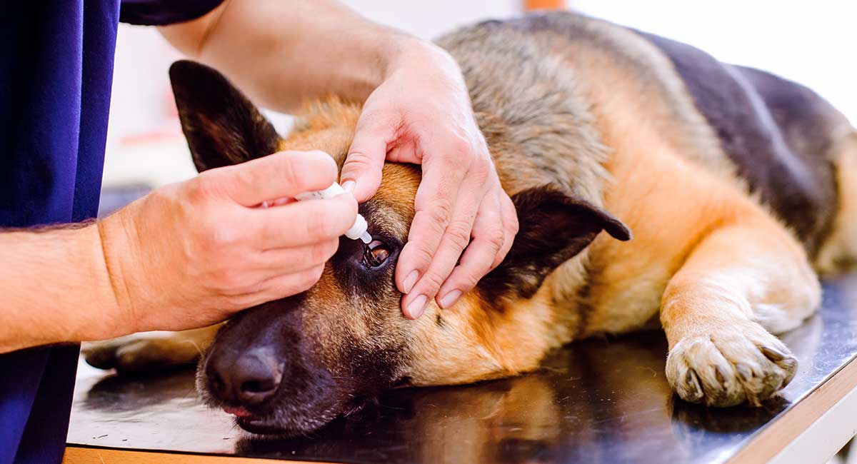 how do you know if your dog has an eye infection