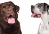 Great Dane lab mix