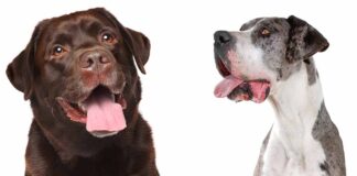 Great Dane lab mix