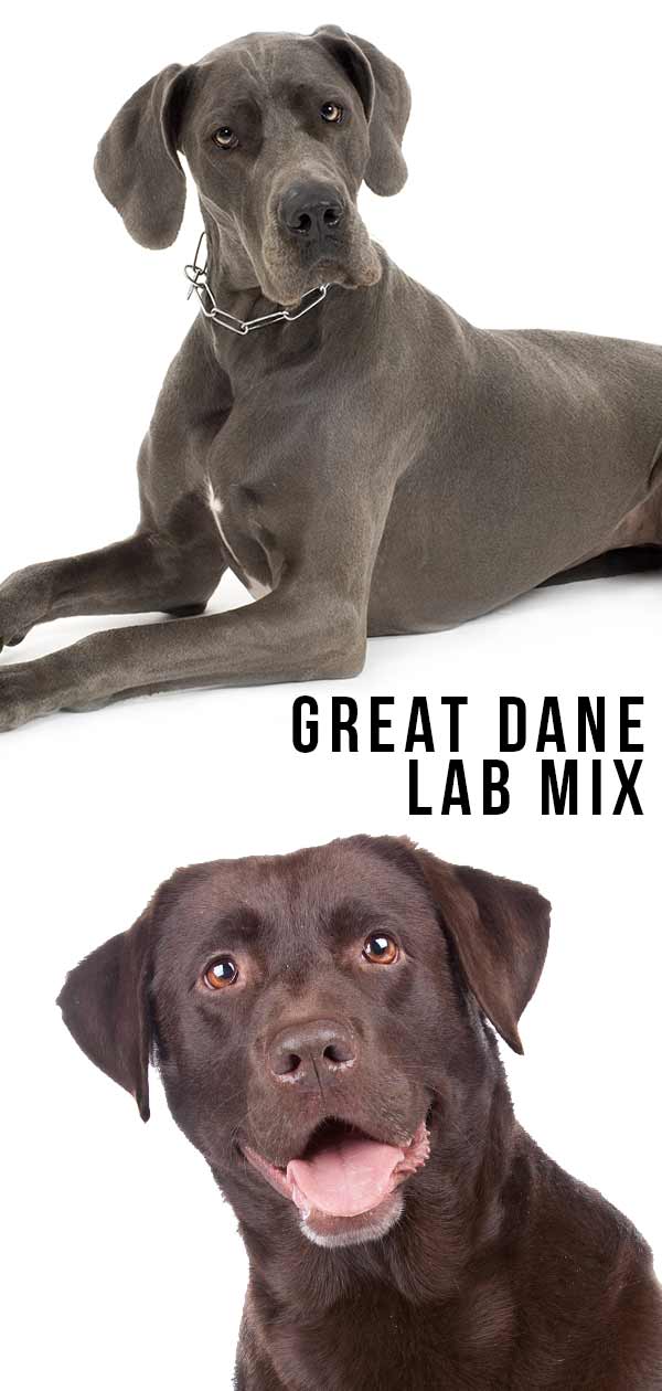 Great Dane lab mix