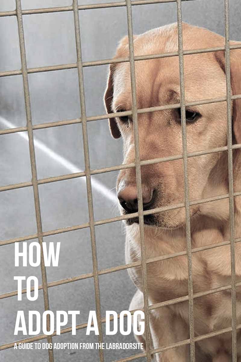 How to adopt a dog - A guide to dog adoption from The Labrador Site.